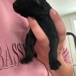 Boy 3 - Black male Poodle puppy in Walpole, Massachusetts from Harborstone Poodles and Terriers