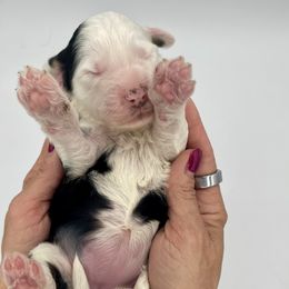 Green collar female - Sheepadoodle puppy from Luv My Doodle
