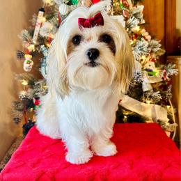 Gemma-Malshi - White and lemon female Maltese puppy in Morehead, Kentucky from Paw Perfect Pets