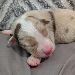 Arrow - red merle male - Red merle male Australian Shepherd puppy in Texas from Wray Aussies