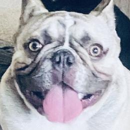 N/A - French Bulldog