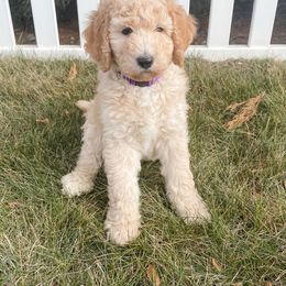 Poodle Puppies from Tri-Cities Royalty Poodles