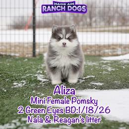 Aliza - Blue female Pomsky puppy in Humeston, Iowa from M.A.R. Dogs