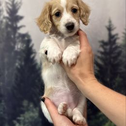 Purple Collar - Cream female Dachshund puppy in Lexington, Kentucky from Wilderness Weenies
