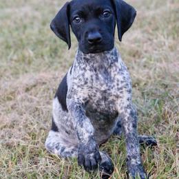 German Shorthaired Pointer and Labrador Retriever Puppies from LL Gun Dogs, LLC