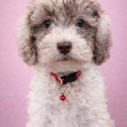 KitKat - Merle female Cockapoo puppy in Connersville, Indiana from MoonShine Babies