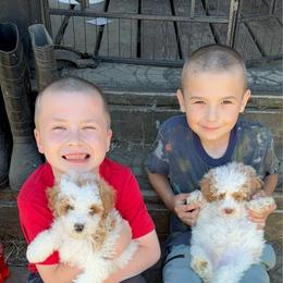 Mr FluffyBoy - Parti male Poodle puppy in Salem, Oregon from Oregon Poodle Oodle Doodles