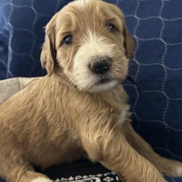 Black collar girl - Boquete (Panama) - Apricot female Goldendoodle puppy in West Sacramento, California from Pomegranate Doodles
