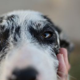 Border Collie Puppies from Cathedral Border Collies