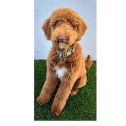 Brandy - Goldendoodle