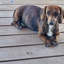 Pumkin - Dachshund