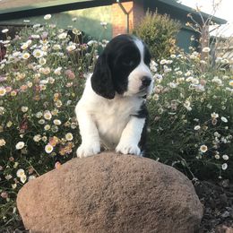 Gimlet - English Springer Spaniel puppy in California from Alerion English Springer Spaniels