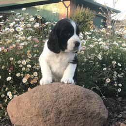 Gimlet - English Springer Spaniel puppy in California from Alerion English Springer Spaniels