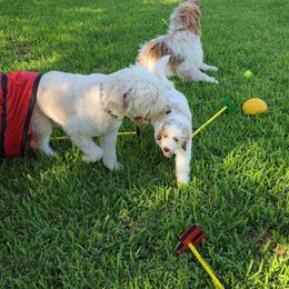 Goldendoodle Puppies from Costa's Curly Canines