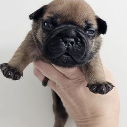 Gobo - Fawn male French Bulldog puppy in Overland Park, Kansas from Simply Kind Frenchies