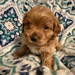 Kristoff - Red roan male Cockapoo puppy in Williamston, South Carolina from Sassy Bob’s Dogs