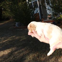 Cavalier King Charles Spaniel Puppies from Critter's Cottage Cavaliers