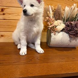 Purple Collar   Sephora - White female Berger Blanc Suisse puppy in Rice Lake, Wisconsin from Windswept White Swiss Shepherds