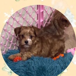 Mistletoe - Tan and white female Yorkshire Terrier puppy in Bonney Lake, Washington from Enchanted Yorkies