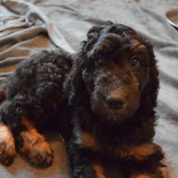 Goldendoodle Puppies from BB Doodles