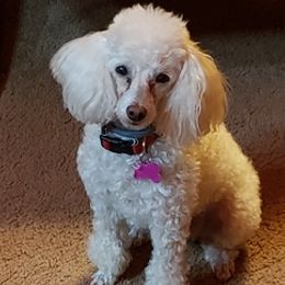 Poodles and Yorkshire Terriers from Charlotte Shafer Poodles & Yorkies