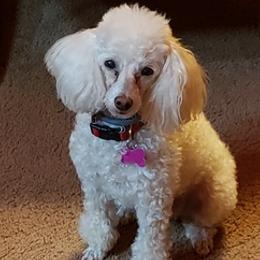 Poodles and Yorkshire Terriers from Charlotte Shafer Poodles & Yorkies