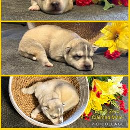 Zero - Gray and white male Siberian Husky puppy in Canton, Ohio from Bleu Skies Siberian Huskies