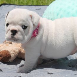J Woww - Bulldog puppy from MS Magnolia Bulldogs