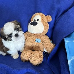 Shih Tzu Puppies from Seaside Shih Tzu
