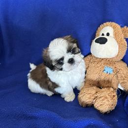 Shih Tzu Puppies from Seaside Shih Tzu