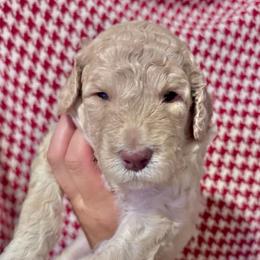 Theodosia - Cream female Goldendoodle puppy in Tybee Island, Georgia from Castaway Doodles