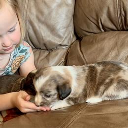 Brindle merle boy - Brindle merle and white male Cardigan Welsh Corgi puppy in Clinton, Tennessee from High Hopes Farm