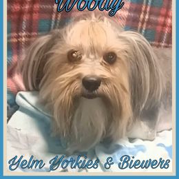 Woody - Black tan and white Biewer Terrier puppy in Yelm, Washington from Yelm Biewers