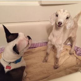 Boston Terriers from Aunt Bert’s Bostons