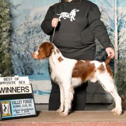 Brittanys and Dachshunds from Mayder Falk Dachshunds & Brittanys of Township Line