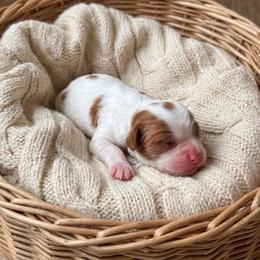 Forest - Blenheim male Cavapoo puppy in Salt Lake City, Utah from SunnySide Mini Doodles