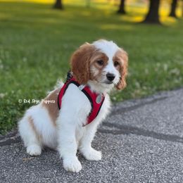Peter - Blenheim male Cavapoo puppy in Republic, Missouri from Red Skye Puppies