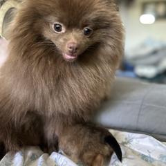 Tootsie - Pomeranian