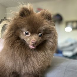 Tootsie - Pomeranian