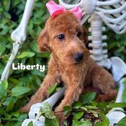 Liberty - Red  female Goldendoodle puppy in Herriman, Utah from Gypsi Doodles & Poodles LLC.