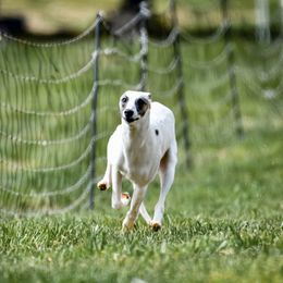 Graffiti - Whippet