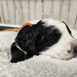 Southwest - Tri-color female Bernedoodle puppy in Flat Rock, North Carolina from Sukisdoodles