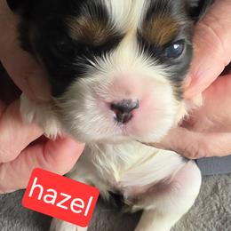 Hazel - Tri-color female Cavalier King Charles Spaniel puppy in Wahiawa, Hawaii from Kakazu King Charles Cavaliers