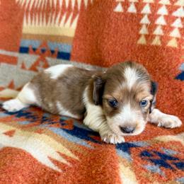 Boy 3- ONE BLUE EYE - Dapple male Dachshund puppy in Okeechobee, Florida from HotShot Kennels