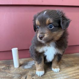 Cedar - Red tri male Toy Australian Shepherd puppy in Spokane Valley, Washington from Northern Roots Aussies