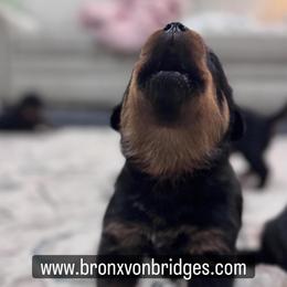 Male 1 - Black and tan male Rottweiler puppy in Danieslville, Georgia from Bronx Von Bridges Rottweilers