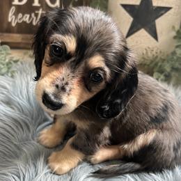 Biscuit - Dapple male Dachshund puppy in Proctor, Montana from Blue Star Dachshunds
