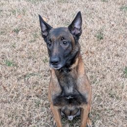 Ares - Belgian Malinois