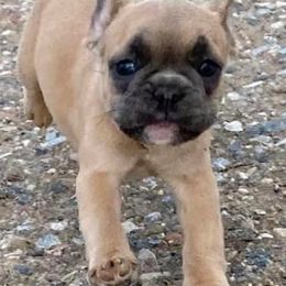 Bearded Collies and French Bulldogs from Fancy Lance