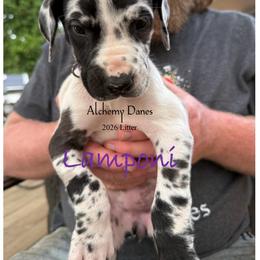 Lamponi - Harlequin female Great Dane puppy in Medford, New York from Alchemy Danes